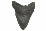 Fossil Megalodon Tooth - South Carolina #214707-1